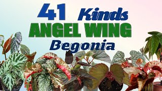 41 KINDS ANGEL WING BEGONIA WITH THEIR NAMES Angel Wing Begonia Varieties