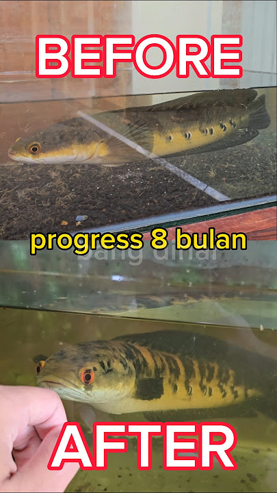 UPDATE‼️PROGRESS CHANNA MARU SELAMA 8 BULAN‼️ #shorts