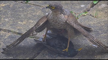 Sparrowhawk vs Starling Graphic JC 2019