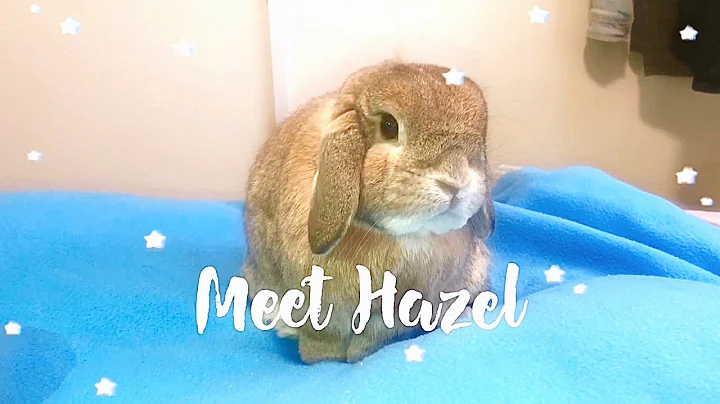 Meet Hazel the Holland Lop Bunny || My first video