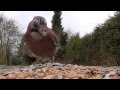 Panasonic HC V550 WiFi remote shooting: bird feeding