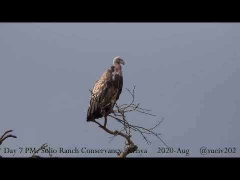 vulture catching its