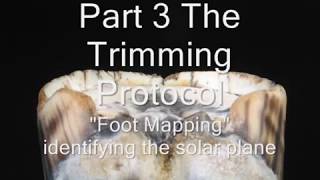 HOOF TRIMMING PROTOCOL