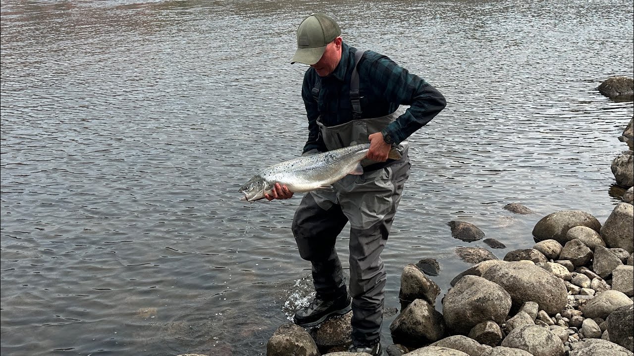 Laksefiskeri i Mandalselven og Otra uge 27 2025.