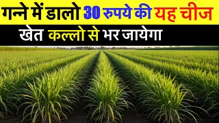 गन्ने में डालो यह 30 रुपये की चीज खेत कल्लो से भर जायेगा 