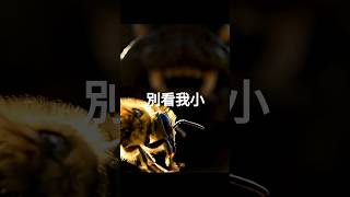 標題:別看我小,我也有保護自己的武器!留言金句:再小的存在,也有屬於自己的力量。Hashtags:#蜜蜂反差 #小而強大 #人生哲理