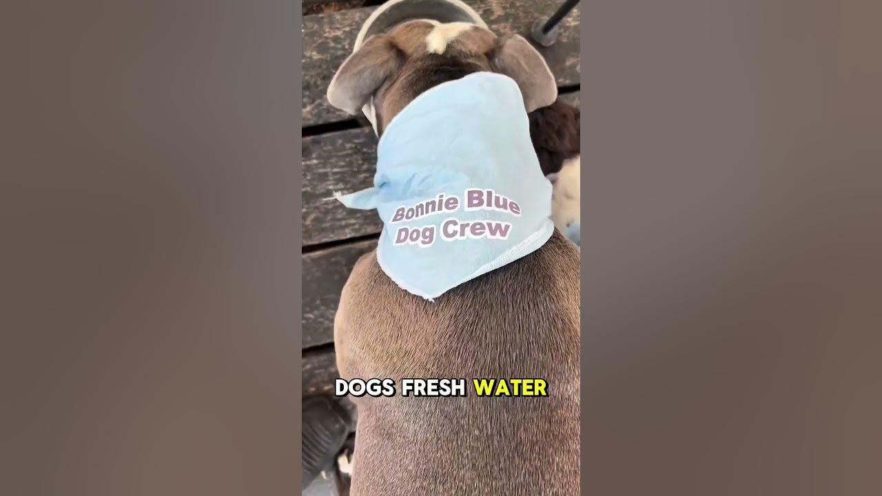 Who let the dogs out?! #puppy #dogs - YouTube - What Is Who Let The Dogs Out About