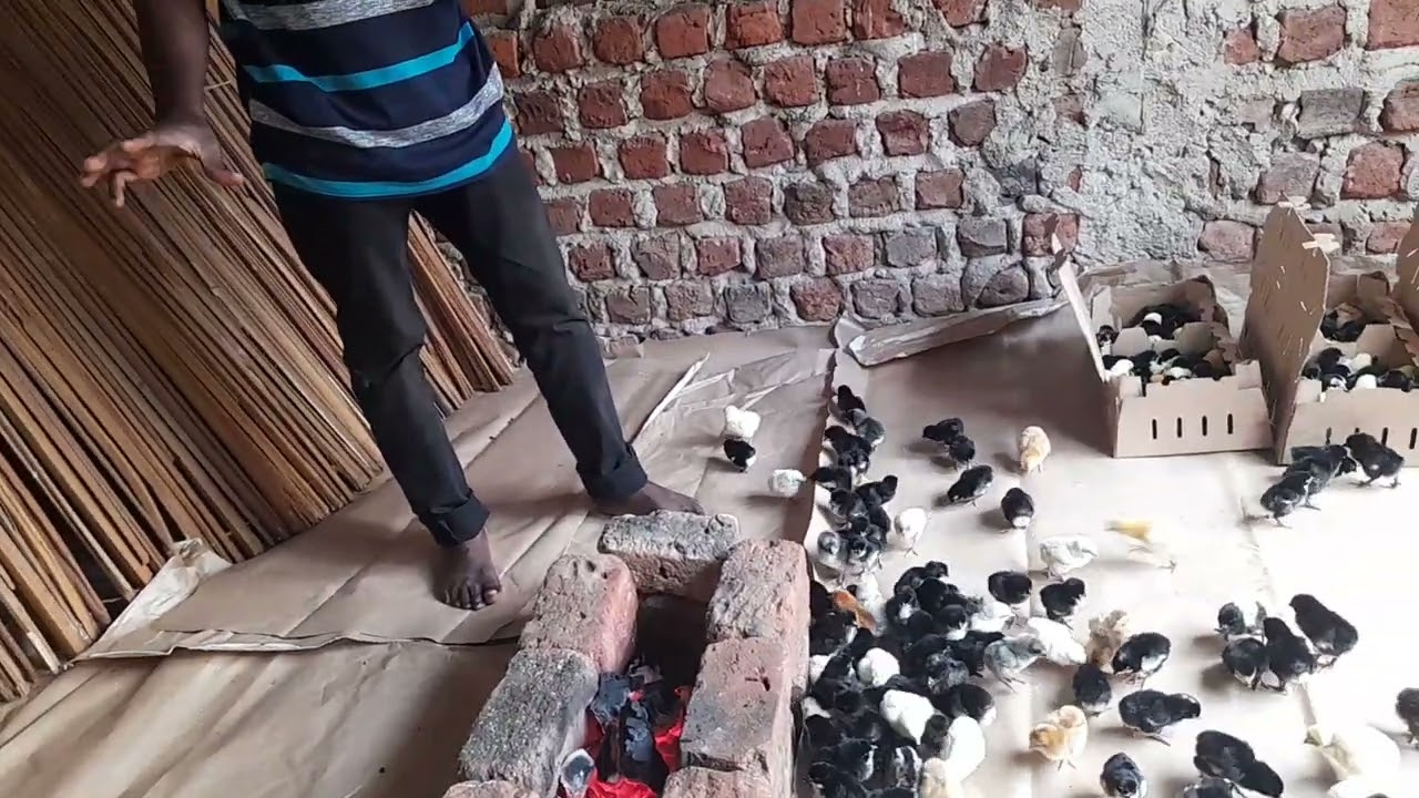 SIKU YA KWANZA YA VIFARANGA VYA KIENYEJI NDANI YA BROODER