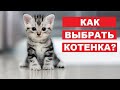 Как выбрать здорового котенка. Лайфхаки от ветеринара