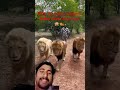 एक पागल आदमी बकरी समझ के शेर के पीछे चल दिया 😂 🐅#lion #wildliferescue