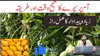 Mango Best Time & Method To Spray Mango Trees For High Yield Complete Mango Care Guide