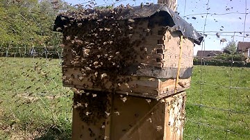 Bee Bait Hive, East Sussex 24th April 2020