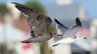 First ABA Gray Gull in Florida! by Cherokee Outdoor Productions 1,257 views 8 months ago 4 minutes, 10 seconds