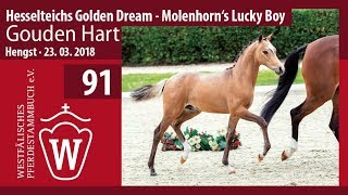 091 Gouden Hart Hf V. Hesselteichs Golden Dream - Molenhorns Lucky Boy