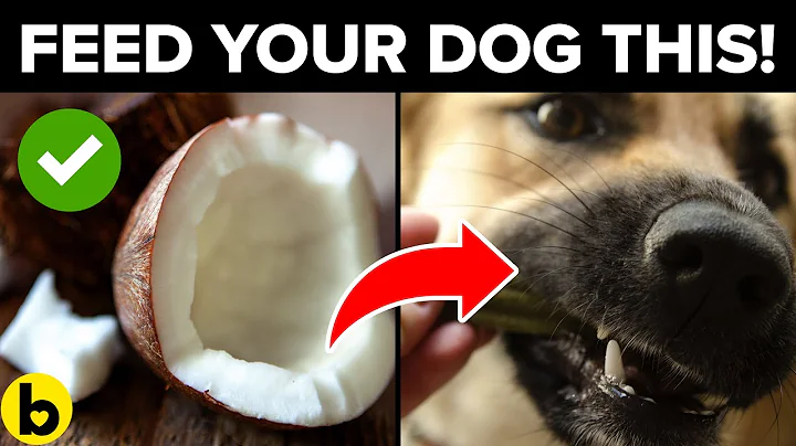 12 Human Foods That Are Actually Good For Your Dog - DayDayNews