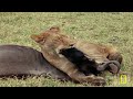 Lion Transformations (Full Episode) | Built for the Kill | Nat Geo Animals