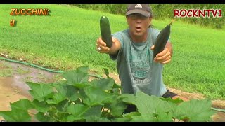 How's Your Zukes? Growing Zucchini and garden pests