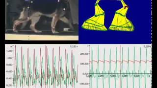 Dog Gait Analysis 2D with Simi Motion