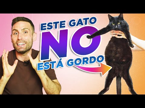 ¿Cómo saber si TU GATO ESTÁ ENGORDANDO? 🐈🎈| Gatos con BARRIGA/PANZA GORDA o HINCHADA hqdefault