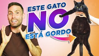 ¿Cómo saber si TU GATO ESTÁ ENGORDANDO? | Gatos con BARRIGA/PANZA GORDA o HINCHADA