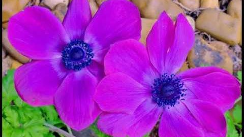 Kizoa Video Editor - Movie Maker: Flowers and More.