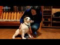 (Урок с Удачей 5) Как приучить щенка к поводку. Начальный этап