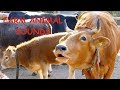 REAL FARM ANIMAL SOUNDS WITHOUT MUSIC, for children and parents - cow mooing for kids, Kuh muht