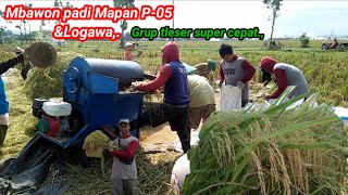 Mbawon padi Mapan P-05 \u0026 Logawa,. grup tleser super cepat..