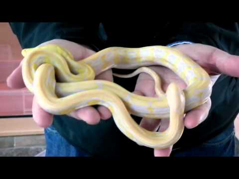 Prehistoric Pets - Reticulated Python Lavender Albino Tiger