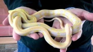 Prehistoric Pets - Reticulated Python Lavender Albino Tiger Profile