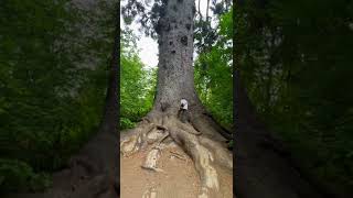 Largest Sitka Spruce Tree In The World