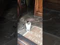 El gato del Templo de San Bernardo