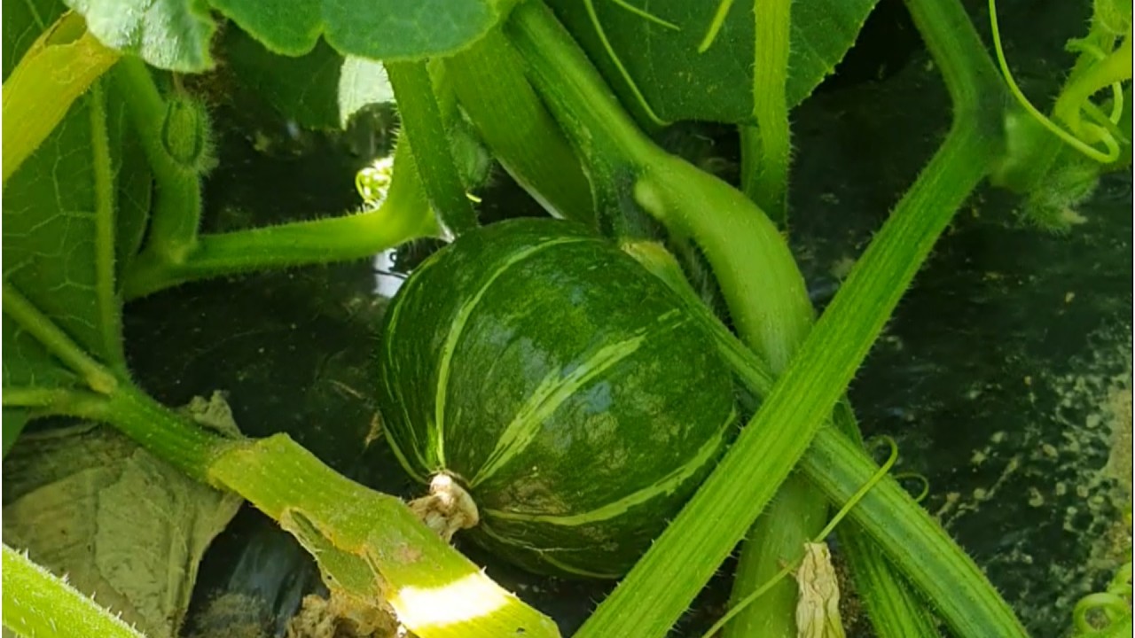 당뇨약 부작용 변비 설사 싹 해결해 준 단호박 먹는법  제발 바로 드시지 마세요!