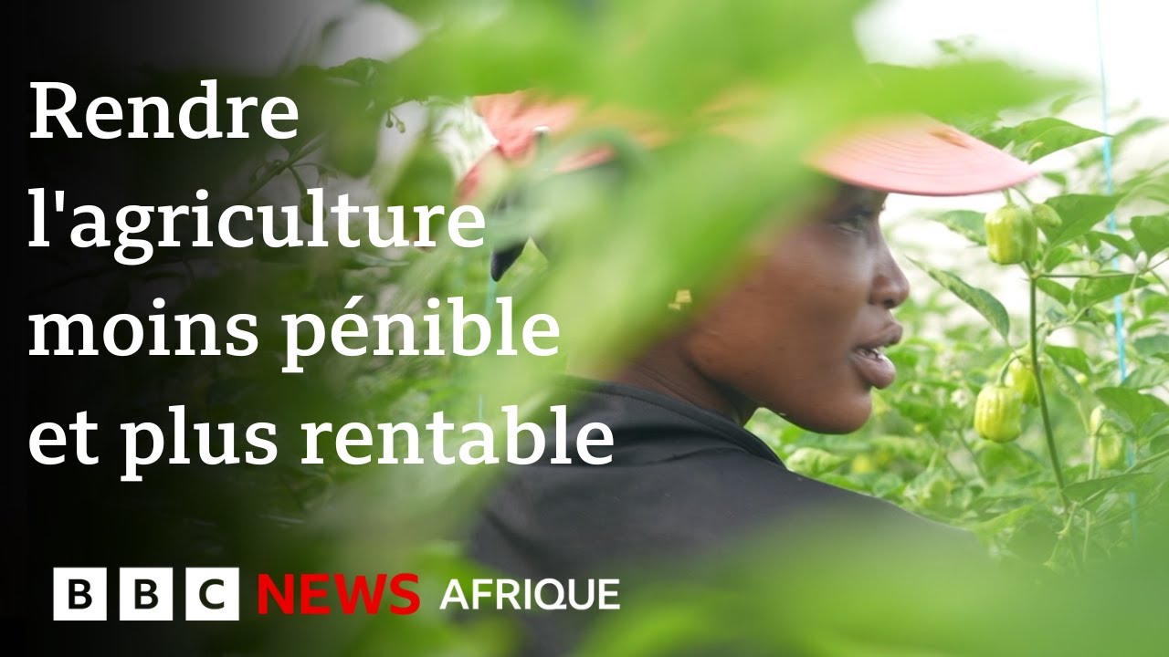 Mody Mariko, l’entrepreneur qui révolutionne l’agriculture sous serre au Sénégal 🇸🇳
