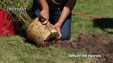 Comment reconnaître un bambou traçant d'un bambou non traçant ?