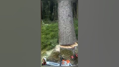 Precision Tree Felling with Advanced Wedge Tool#treefelling #woodcutting #fypシ゚viral