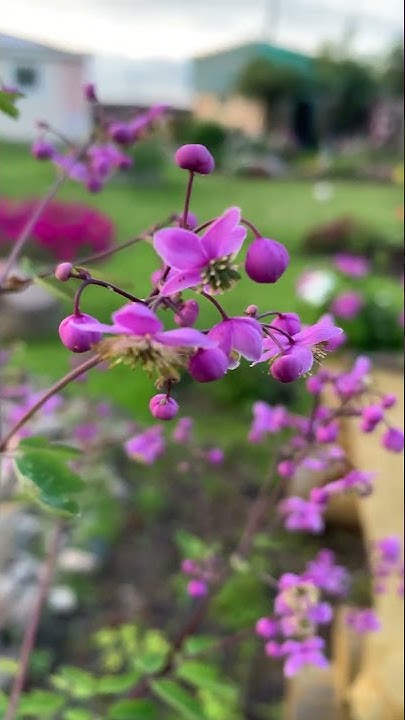 Василистник рохебрунский. 😍🌺 - YouTube