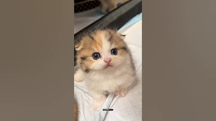 Watch the video about "💞🐱"Funny Cat Kiss Gone Too Sweet