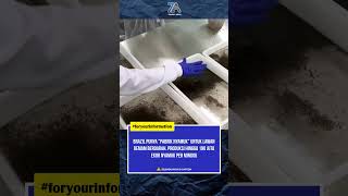 Pabrik nyamuk brazil lawan DBD