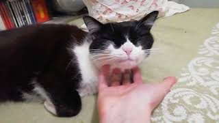 Sleeping & purring black and white cat by Cat lover 373 views 1 year ago 1 minute, 22 seconds