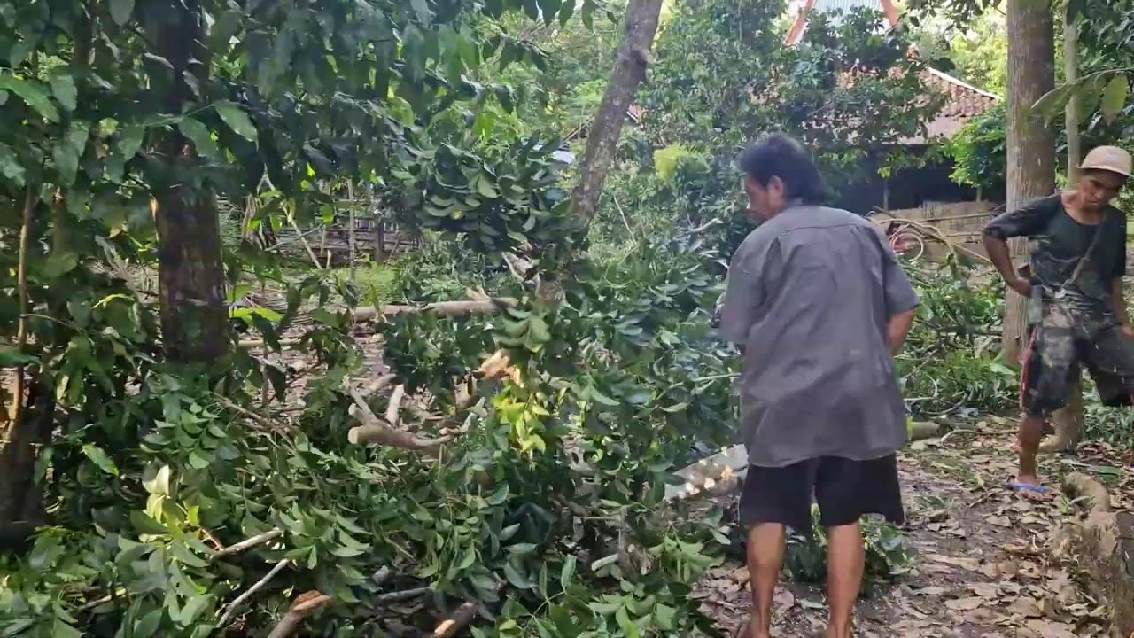 EASY WORKER TRICKS! CUTTING MAHOGANY TREE BRANCHES WITH A MODERN HANDSAWS -Agriculture Farming