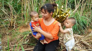 Single mom | Take your two children for a health checkup, Harvest sugarcane to sell, Family life