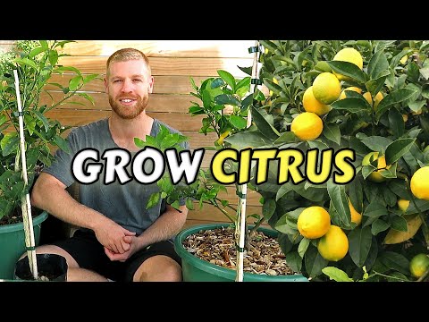 Vidéo: Mandarin Lime Care - Où cultiver des tilleuls mandarins