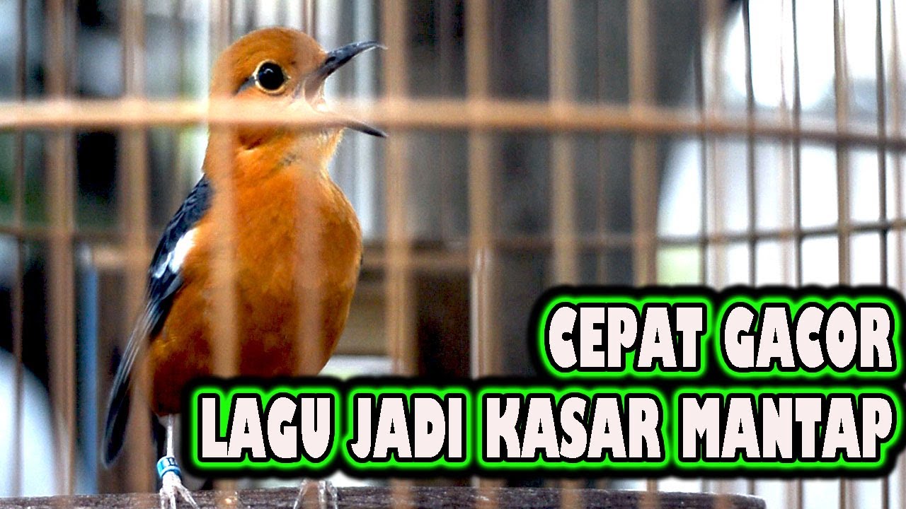 💥 PANCINGAN ANIS MERAH DAN MASTERAN ANIS MERAH SUARA KASAR