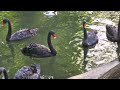 Budapest Zoo, Fekete Hattyúk 2 4K HDR 10+