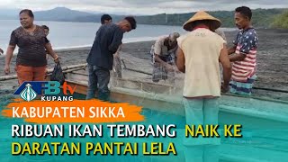 Ribuan Ikan Tembang Naik ke Daratan Pantai Lela - Sikka