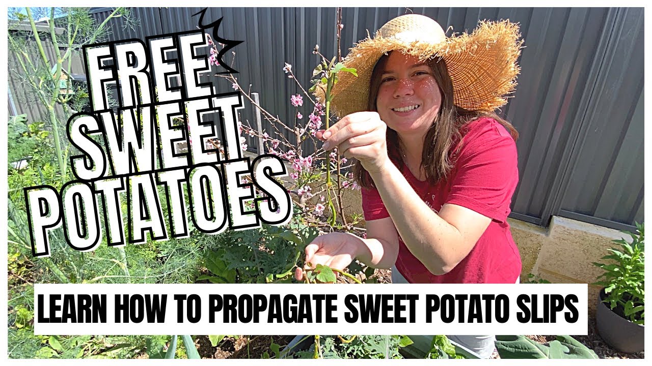 How to successfully grow Sweet potatoes from cuttings Beginners