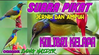 SUARA PIKAT BURUNG KOLIBRI KELAPA yang JERNIH dan TERBUKTI AMPUH