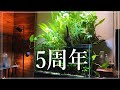 アクアリウムを始めて早５年