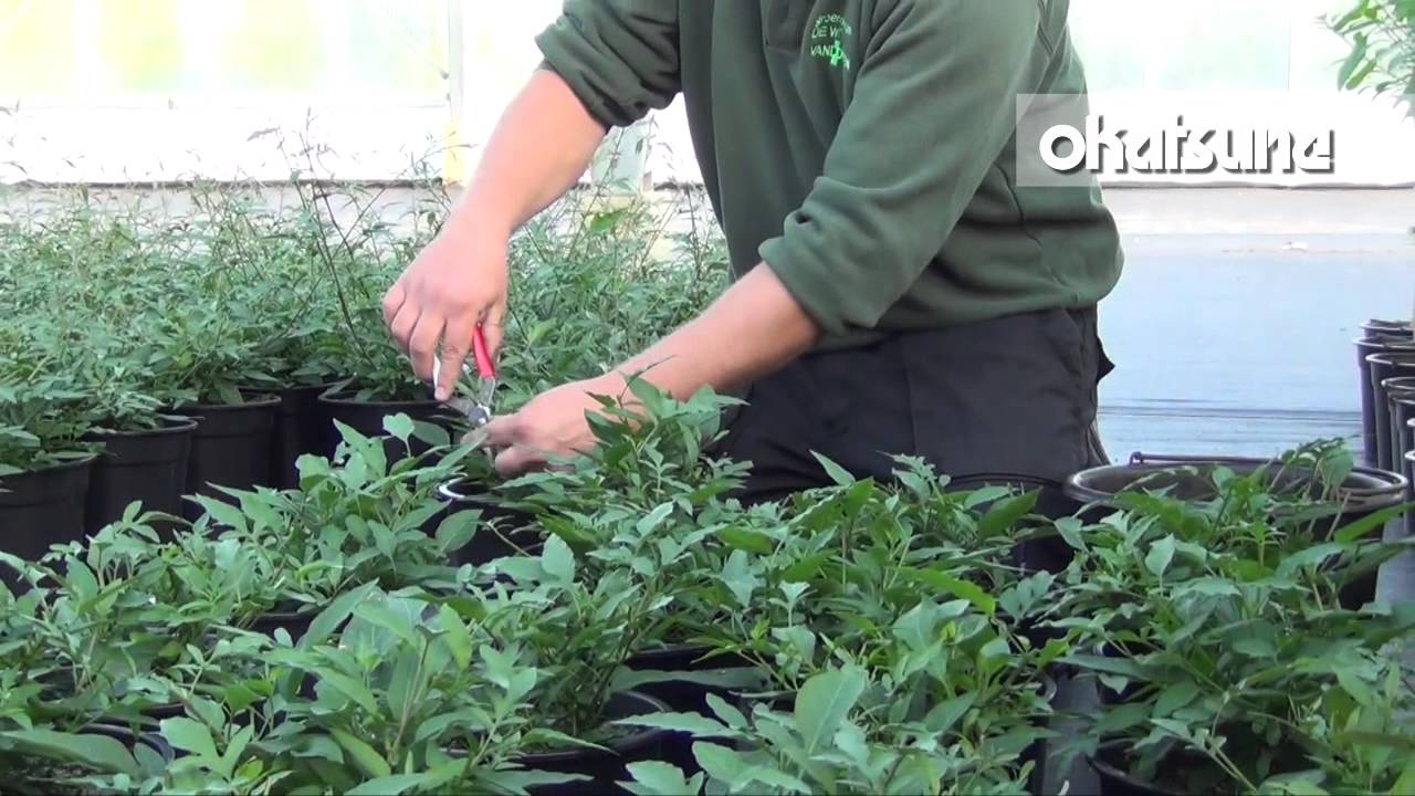 Okatsune thinning shears